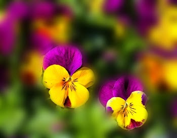 Yellow Purple Flower
