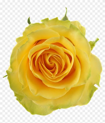 Yellow Qualirosahead Size - Garden Roses