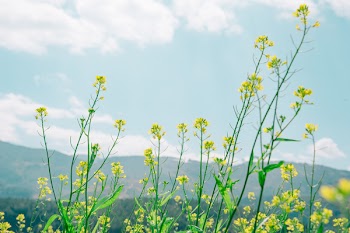 Yellow Rapeseed Field