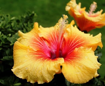 Yellow Red Hibiscus