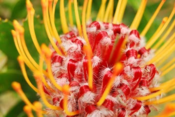 Yellow Red Petaled Flower