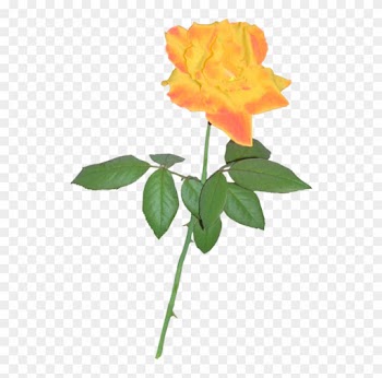 Yellow Rose 02 By Clipartcotttage - Rose