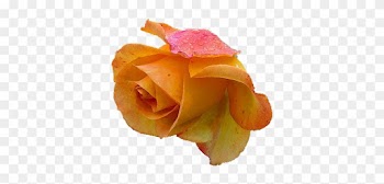 Yellow Rose 2 Png By Vixen1978 - Yellow Rose Png
