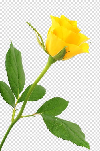 Yellow rose , Beach rose Yellow, A yellow rose transparent background PNG clipart