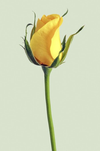 Yellow rose, blooming flower clipart | Free Photo - rawpixel