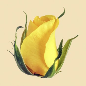 Yellow rose, blooming flower clipart | Free Photo - rawpixel