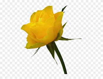 Yellow Rose Clip Art Free - Red Rose And Yellow Rose