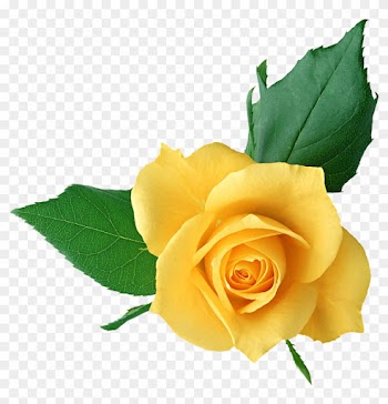 Yellow Rose Clip Art - Yellow Rose Full Hd