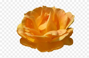 Yellow Rose Clipart Orange Rose - Orange Rose Png