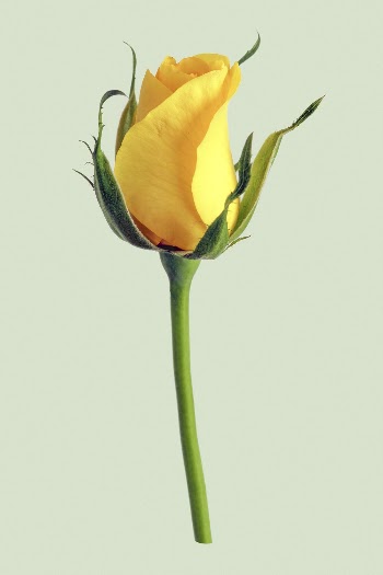 Yellow rose, flower clipart psd | Free PSD - rawpixel