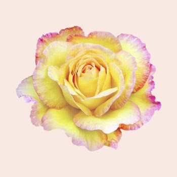 Yellow rose, flower collage element | Free PSD - rawpixel