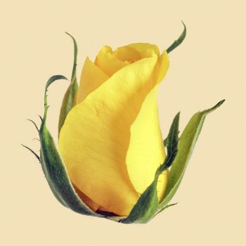 Yellow rose, flower collage element | Free PSD - rawpixel