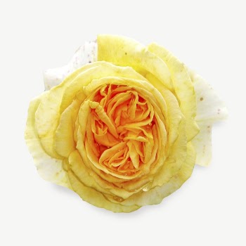 Yellow rose flower collage element | Free PSD - rawpixel