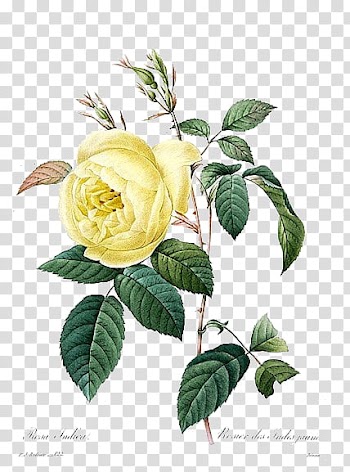 Yellow rose flower drawing transparent background PNG clipart