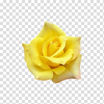 Yellow rose flower transparent background PNG clipart