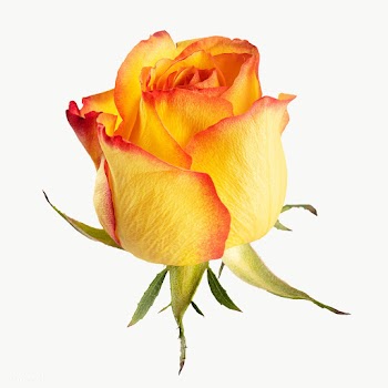 Yellow rose flower transparent png | Free  transparent png - 2278100