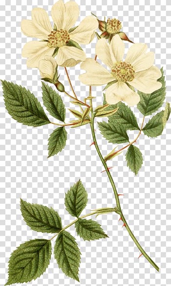 Yellow rose flowers art, Dog-rose Cabbage rose Field rose Art, others transparent background PNG clipart