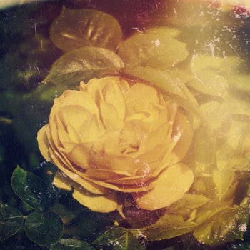 Yellow Rose · Free Stock Photo