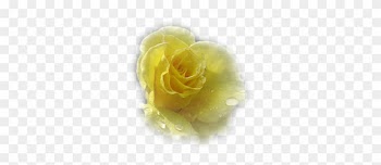 Yellow Rose - Garden Roses