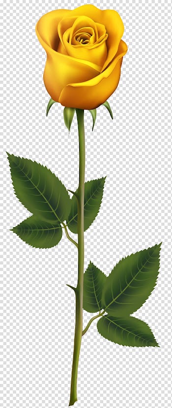 Yellow rose , Garden roses Cut flowers Bud Plant stem, Yellow Rose with Stem transparent background PNG clipart