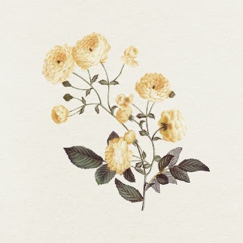 Yellow rose illustration  | Free Photo Illustration - rawpixel