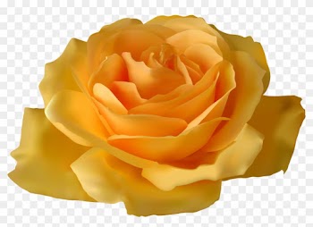 Yellow Rose Images Clipart Yellow Rose Png Clipart - Purple Rose Clip Art
