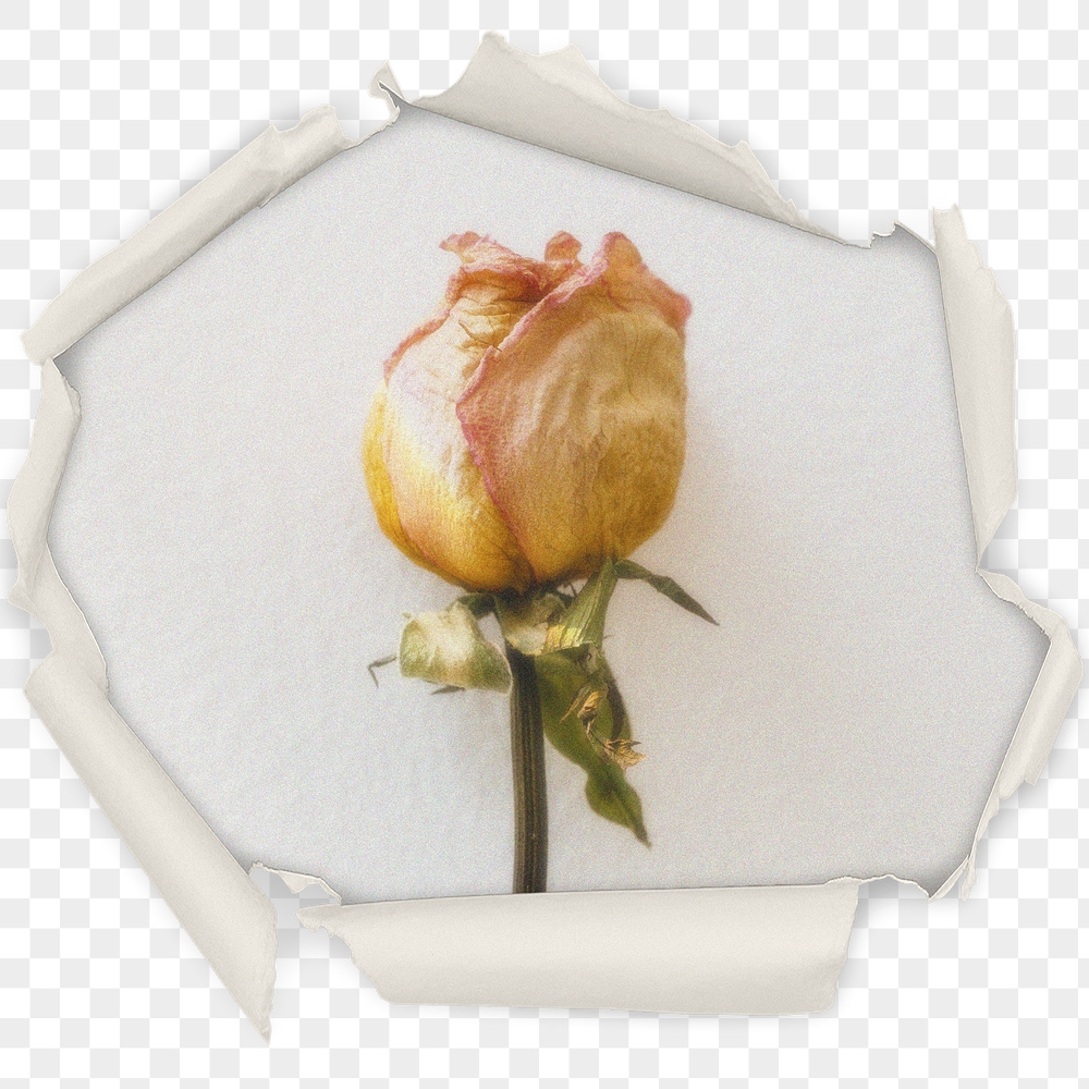 Yellow rose png badge sticker, | Free PNG - rawpixel