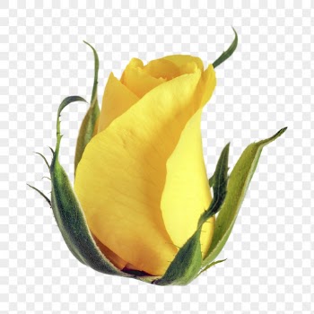 Yellow rose png, flower collage | Free PNG - rawpixel