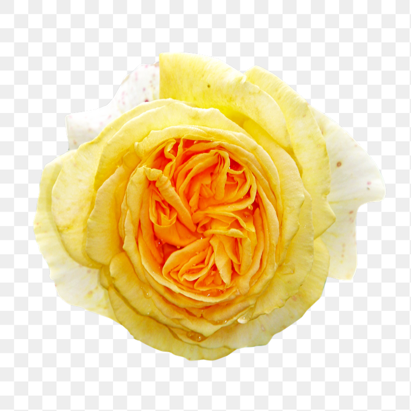 Yellow rose  png flower | Free PNG - rawpixel