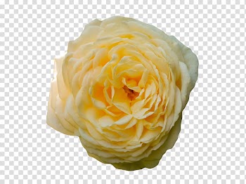 , yellow rose transparent background PNG clipart