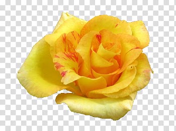 Yellow rose transparent background PNG clipart