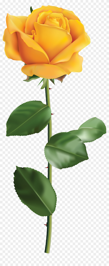 Yellow Rose Transparent Png Clip Art Image - Yellow Rose ...