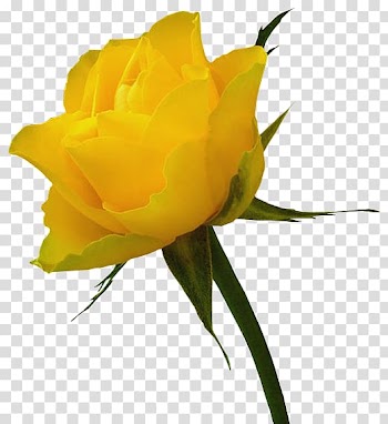 Yellow rose, Whisky Yellow Rose Distilling , Yellow Rose transparent background PNG clipart