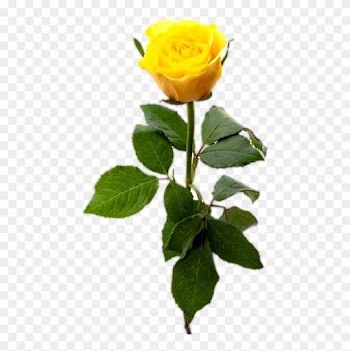 Yellow Rose With Leaf, Yellow Rose Flower Png - Single Yellow Rose Png