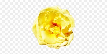 Yellow Rose With Leaves, Head Of Yellow Rose Clipart - Garden Roses