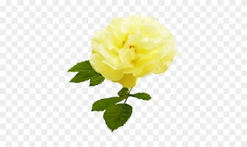 Yellow Rose With Leaves - Stem Yellow Roses Transparent