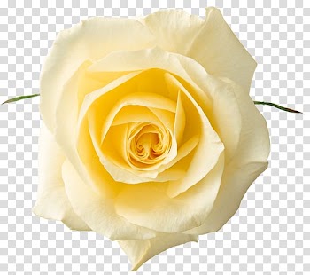 Yellow rose, Yellow Rose transparent background PNG clipart