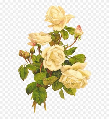 Yellow Roses Bumblebee - Vintage White Rose Png