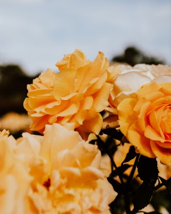 Yellow roses from the Werribee Mansion gardens. 