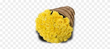 Yellow Roses - Garden Roses
