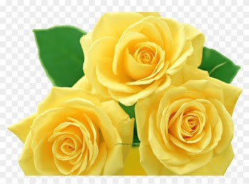 Yellow Roses Png By Melissa Tm On Deviantart - Yellow Roses Png