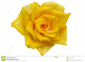 Yellow roses. png. stock photo. Image of affection, curl - 121503284