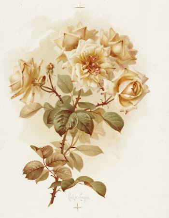Yellow roses; Reve D'or roses | Free Photo - rawpixel