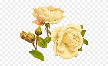 Yellow Roses - Vintage White Rosed Png