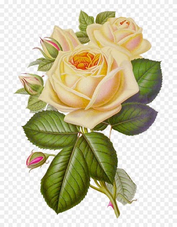 Yellow Roseswhite Rosesvintage Flowersdiy - Gif Roses And Butterfly