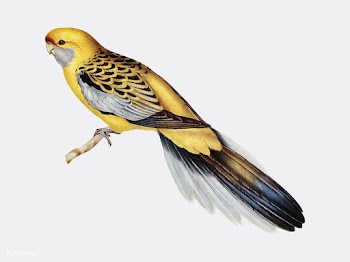 Yellow-rumped Parakeet illustration | Free stock vector - 457811