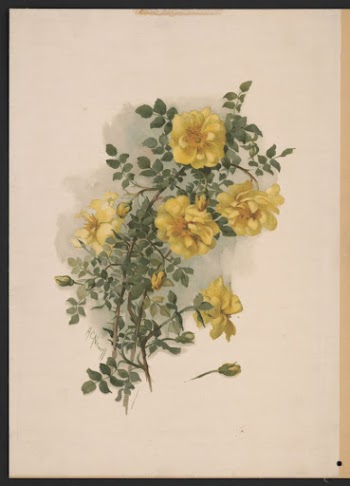 Yellow Scotch roses between 1861-1897 | Free Photo - rawpixel