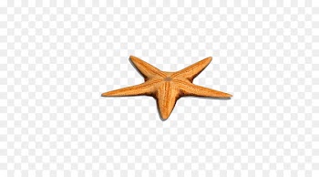 Yellow Sea Starfish Euclidean vector Gratis - Single starfish 