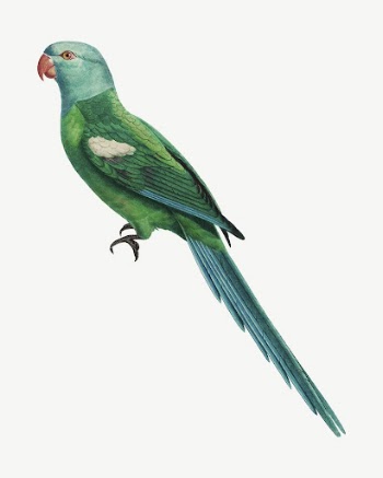 Yellow-shouldered Amazon parrot bird, vintage | Free PSD Illustration - rawpixel