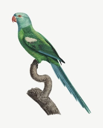 Yellow-shouldered Amazon parrot bird, vintage | Free PSD Illustration - rawpixel